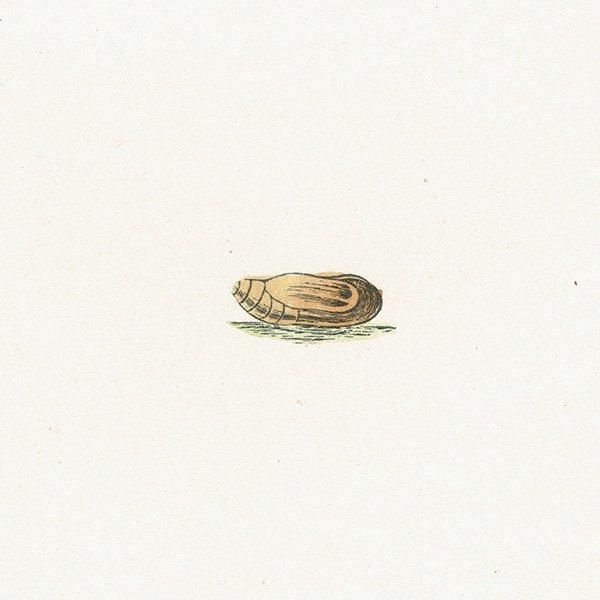 硼ҥ֥롼 CHALK HILL BLUE ĳХե饤  ꥹ ƥ ǲ 1908ǯ 1033