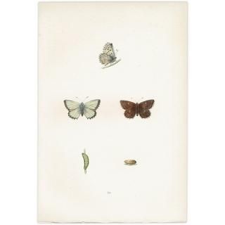 硼ҥ֥롼 CHALK HILL BLUE ĳХե饤  ꥹ ƥ ǲ 1908ǯ 1033