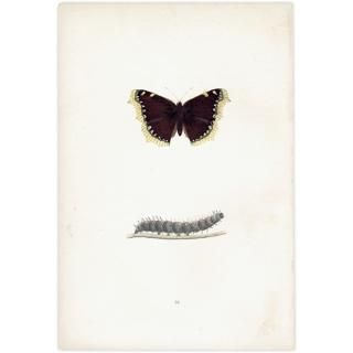 蝶(Butterfly) - インテリアにプラスしたくなる アンティーク 蝶(Butterfly) - インテリアにプラスしたくなる アンティーク