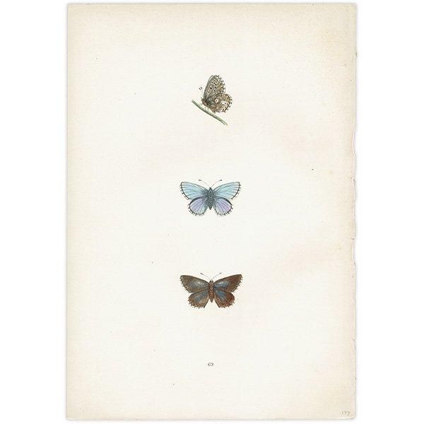 ɥ˥ҥ᥷ CLIFDEN BLUE ĳХե饤  ꥹ ƥ ǲ 1908ǯ 1035