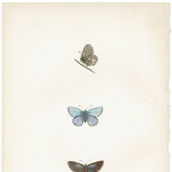 ɥ˥ҥ᥷ CLIFDEN BLUE ĳХե饤  ꥹ ƥ ǲ 1908ǯ 1035