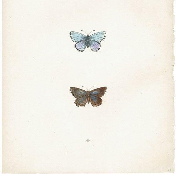 アドニスヒメシジミ CLIFDEN BLUE 蝶・バラフライ イギリス アンティーク 版画 1908年 1035 アドニスヒメシジミ CLIFDEN BLUE 蝶・バラフライ イギリス アンティーク 版画 1908年 1035