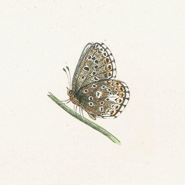 ɥ˥ҥ᥷ CLIFDEN BLUE ĳХե饤  ꥹ ƥ ǲ 1908ǯ 1035