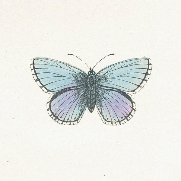 ɥ˥ҥ᥷ CLIFDEN BLUE ĳХե饤  ꥹ ƥ ǲ 1908ǯ 1035