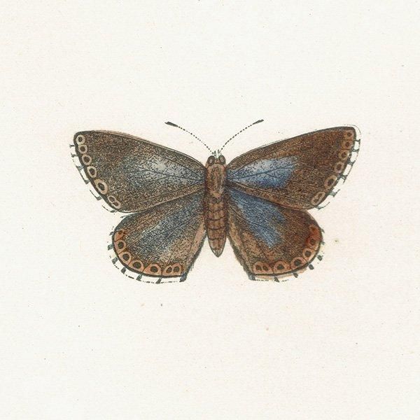 ɥ˥ҥ᥷ CLIFDEN BLUE ĳХե饤  ꥹ ƥ ǲ 1908ǯ 1035