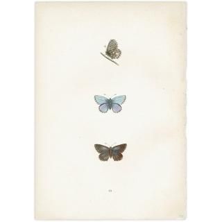 ɥ˥ҥ᥷ CLIFDEN BLUE ĳХե饤  ꥹ ƥ ǲ 1908ǯ 1035