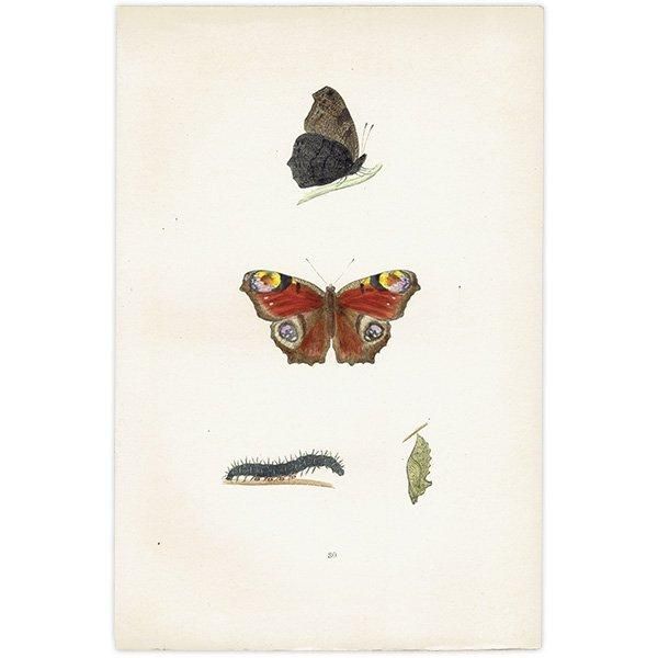 㥯祦 PEACOCK ĳХե饤  ꥹ ƥ ǲ 1908ǯ 1036