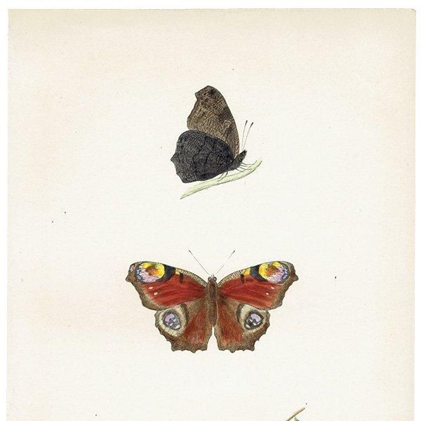 㥯祦 PEACOCK ĳХե饤  ꥹ ƥ ǲ 1908ǯ 1036