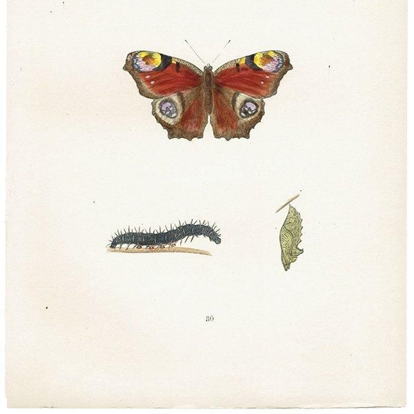 㥯祦 PEACOCK ĳХե饤  ꥹ ƥ ǲ 1908ǯ 1036
