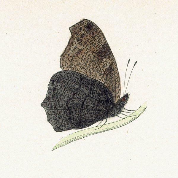 㥯祦 PEACOCK ĳХե饤  ꥹ ƥ ǲ 1908ǯ 1036