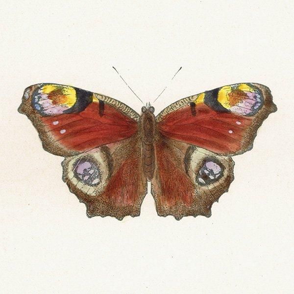 㥯祦 PEACOCK ĳХե饤  ꥹ ƥ ǲ 1908ǯ 1036