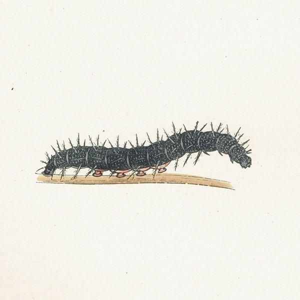 㥯祦 PEACOCK ĳХե饤  ꥹ ƥ ǲ 1908ǯ 1036