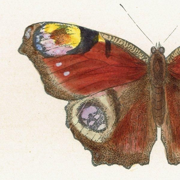 㥯祦 PEACOCK ĳХե饤  ꥹ ƥ ǲ 1908ǯ 1036