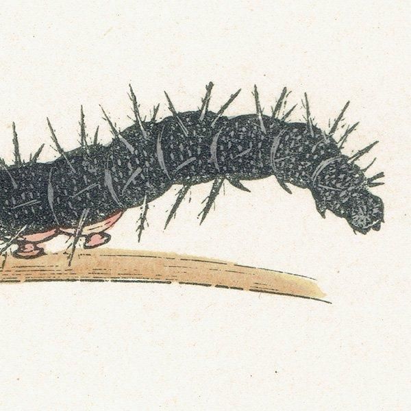 㥯祦 PEACOCK ĳХե饤  ꥹ ƥ ǲ 1908ǯ 1036