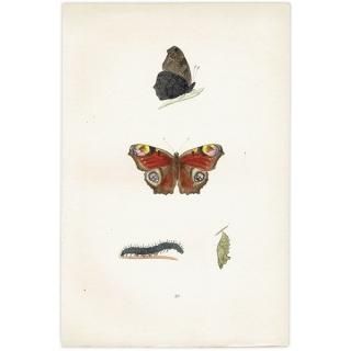 㥯祦 PEACOCK ĳХե饤  ꥹ ƥ ǲ 1908ǯ 1036