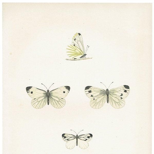 祦 GREEN VEINED ĳХե饤  ꥹ ƥ ǲ 1908ǯ 1037