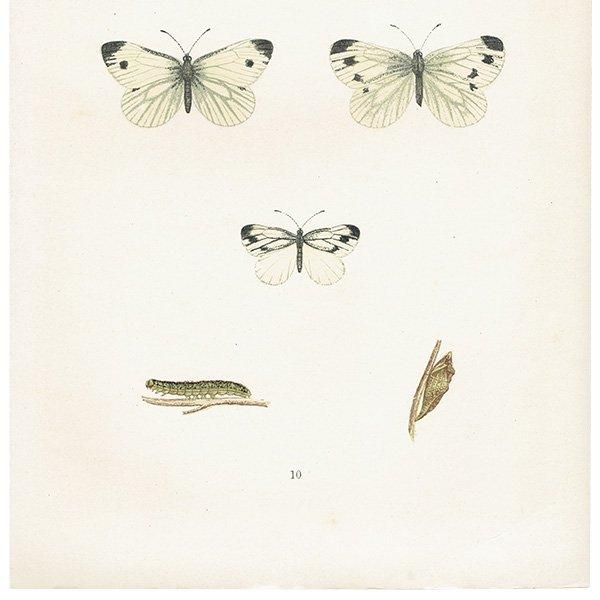 エゾスジグロシロチョウ GREEN VEINED 蝶・バラフライ イギリス