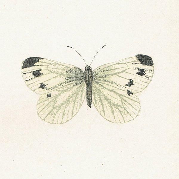 祦 GREEN VEINED ĳХե饤  ꥹ ƥ ǲ 1908ǯ 1037