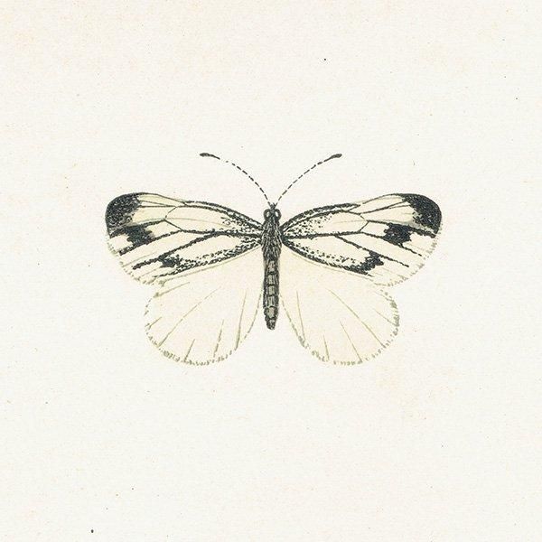 祦 GREEN VEINED ĳХե饤  ꥹ ƥ ǲ 1908ǯ 1037
