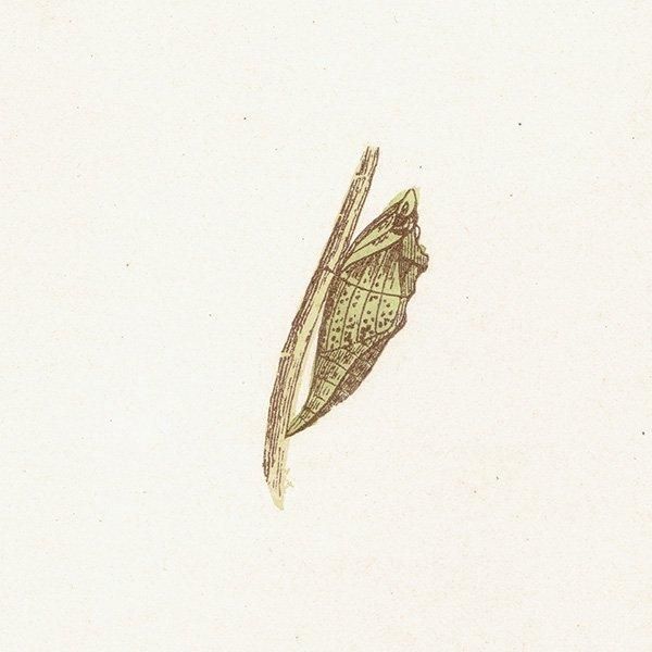 祦 GREEN VEINED ĳХե饤  ꥹ ƥ ǲ 1908ǯ 1037