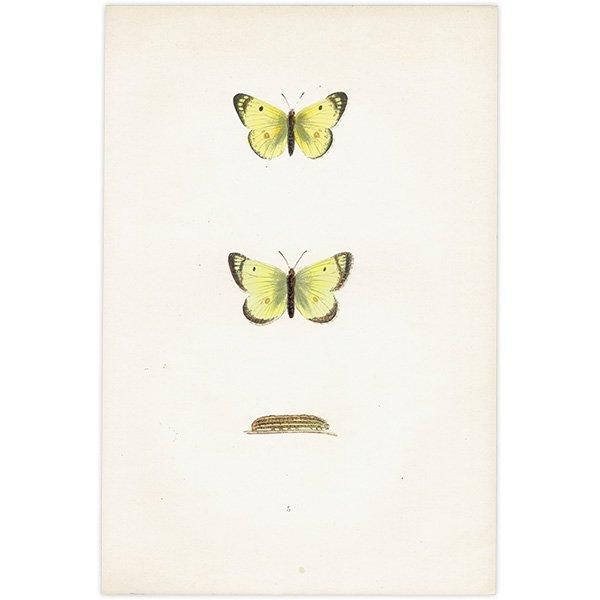 󥭥祦 PALE CLOUDED YELLOW ĳХե饤  ꥹ ƥ ǲ 1908ǯ 1038