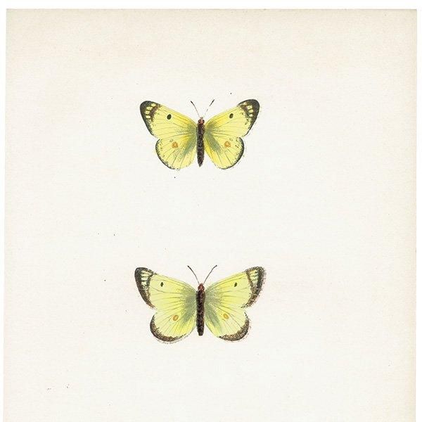 󥭥祦 PALE CLOUDED YELLOW ĳХե饤  ꥹ ƥ ǲ 1908ǯ 1038