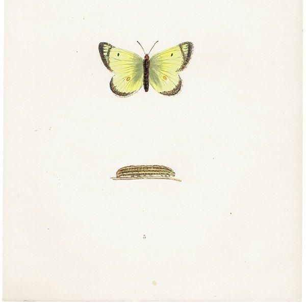 󥭥祦 PALE CLOUDED YELLOW ĳХե饤  ꥹ ƥ ǲ 1908ǯ 1038