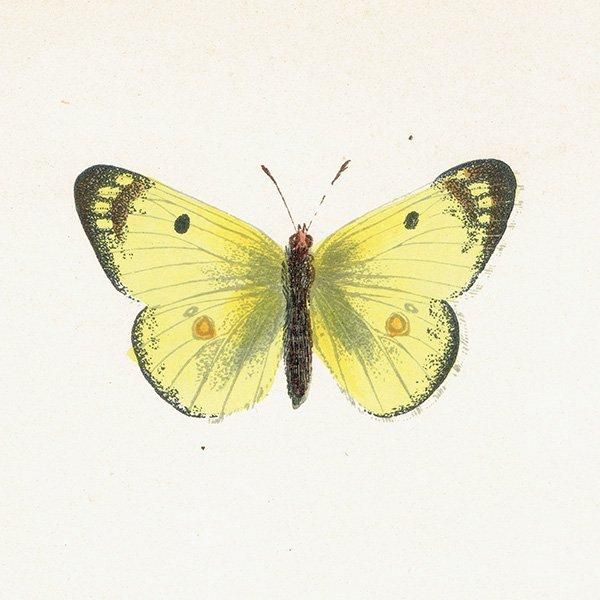 󥭥祦 PALE CLOUDED YELLOW ĳХե饤  ꥹ ƥ ǲ 1908ǯ 1038