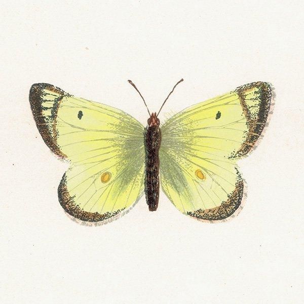 󥭥祦 PALE CLOUDED YELLOW ĳХե饤  ꥹ ƥ ǲ 1908ǯ 1038