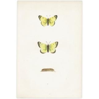 󥭥祦 PALE CLOUDED YELLOW ĳХե饤  ꥹ ƥ ǲ 1908ǯ 1038