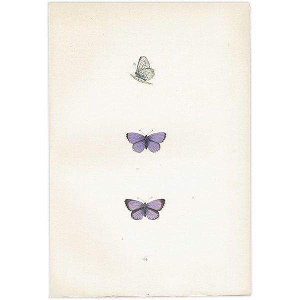 ꥷ HOLLY BLUE ĳХե饤  ꥹ ƥ ǲ 1908ǯ 1013