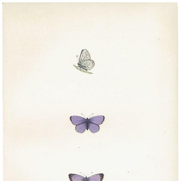 ꥷ HOLLY BLUE ĳХե饤  ꥹ ƥ ǲ 1908ǯ 1013
