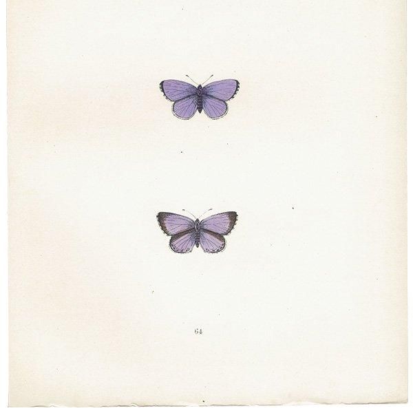 ꥷ HOLLY BLUE ĳХե饤  ꥹ ƥ ǲ 1908ǯ 1013