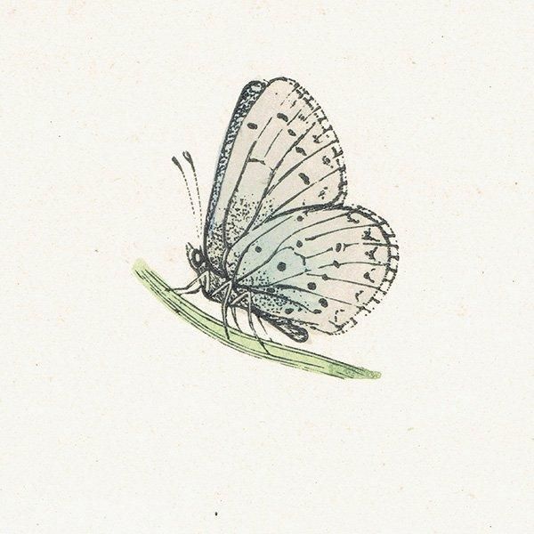 ꥷ HOLLY BLUE ĳХե饤  ꥹ ƥ ǲ 1908ǯ 1013