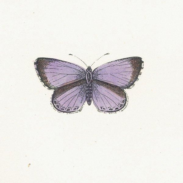 ꥷ HOLLY BLUE ĳХե饤  ꥹ ƥ ǲ 1908ǯ 1013