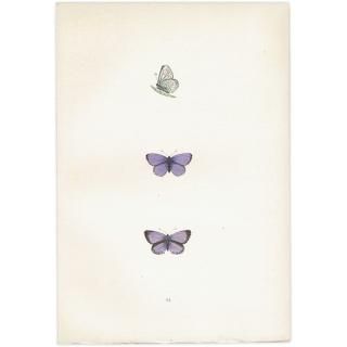 ꥷ HOLLY BLUE ĳХե饤  ꥹ ƥ ǲ 1908ǯ 1013