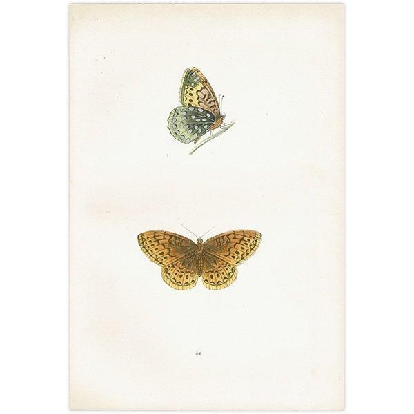 ƥϥ祦 VENUS FRITILLARY ĳХե饤  ꥹ ƥ ǲ 1908ǯ 1004