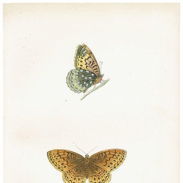 ƥϥ祦 VENUS FRITILLARY ĳХե饤  ꥹ ƥ ǲ 1908ǯ 1004