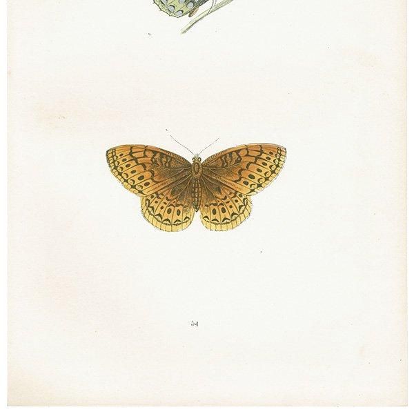 ƥϥ祦 VENUS FRITILLARY ĳХե饤  ꥹ ƥ ǲ 1908ǯ 1004