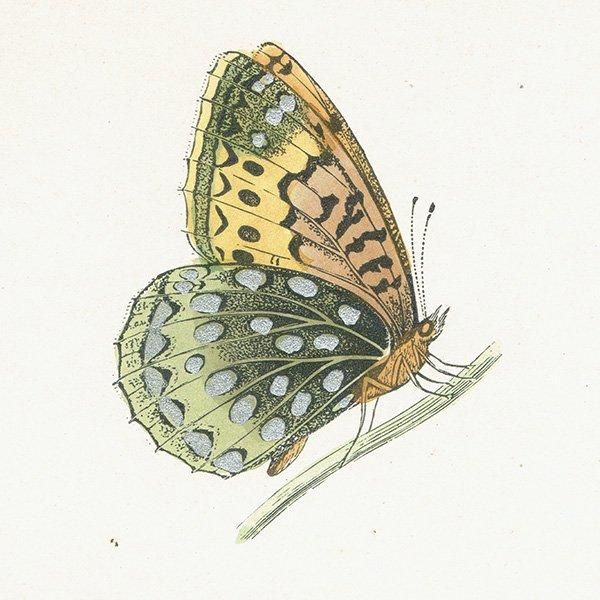 ƥϥ祦 VENUS FRITILLARY ĳХե饤  ꥹ ƥ ǲ 1908ǯ 1004