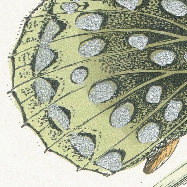 ƥϥ祦 VENUS FRITILLARY ĳХե饤  ꥹ ƥ ǲ 1908ǯ 1004