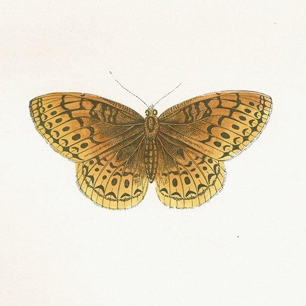 ƥϥ祦 VENUS FRITILLARY ĳХե饤  ꥹ ƥ ǲ 1908ǯ 1004