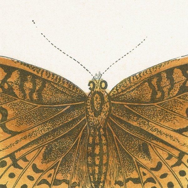 ƥϥ祦 VENUS FRITILLARY ĳХե饤  ꥹ ƥ ǲ 1908ǯ 1004