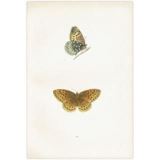 ƥϥ祦 VENUS FRITILLARY ĳХե饤  ꥹ ƥ ǲ 1908ǯ 1004