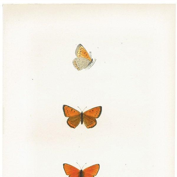 ߥ祦 DARK UNDERWING COPPER ĳХե饤  ꥹ ƥ ǲ 1908ǯ 1005