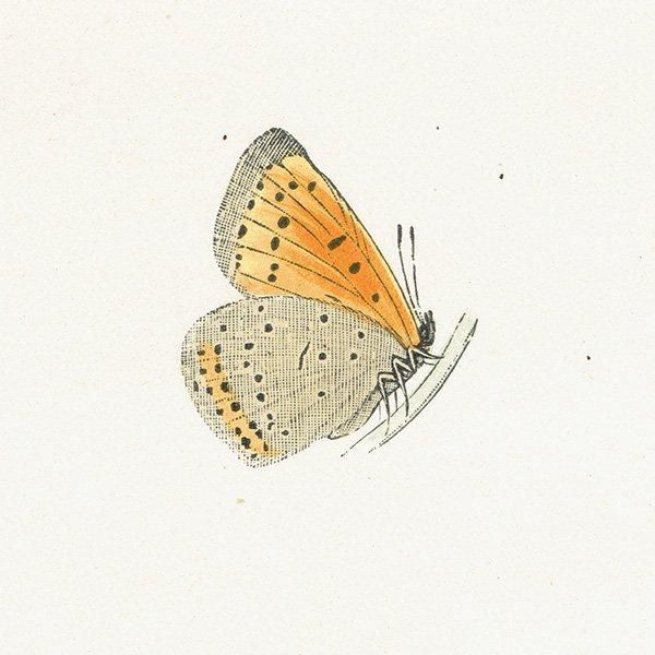 ߥ祦 DARK UNDERWING COPPER ĳХե饤  ꥹ ƥ ǲ 1908ǯ 1005