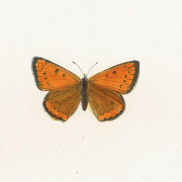 ߥ祦 DARK UNDERWING COPPER ĳХե饤  ꥹ ƥ ǲ 1908ǯ 1005