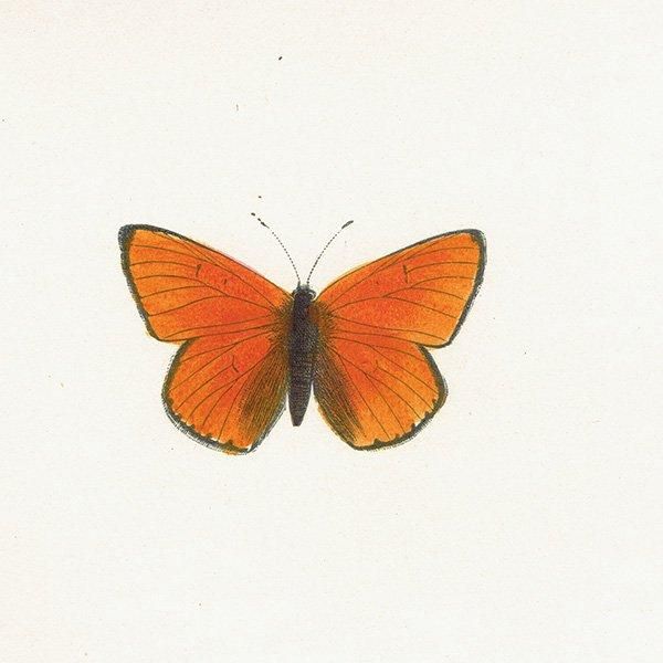 ߥ祦 DARK UNDERWING COPPER ĳХե饤  ꥹ ƥ ǲ 1908ǯ 1005