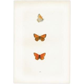 ߥ祦 DARK UNDERWING COPPER ĳХե饤  ꥹ ƥ ǲ 1908ǯ 1005