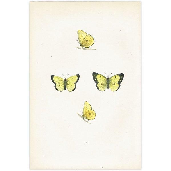 󥭥祦 SCARCE CLOUDED YELLOW ĳХե饤  ꥹ ƥ ǲ 1908ǯ 1009